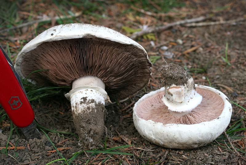 Agaricus bernardii